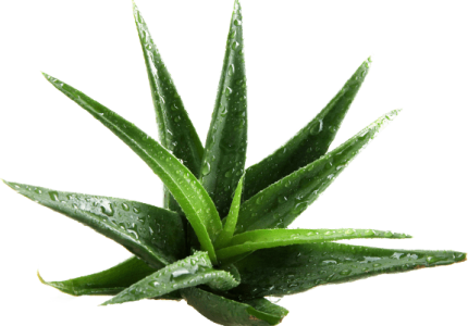 cosmetics-aloe-layer-1.png